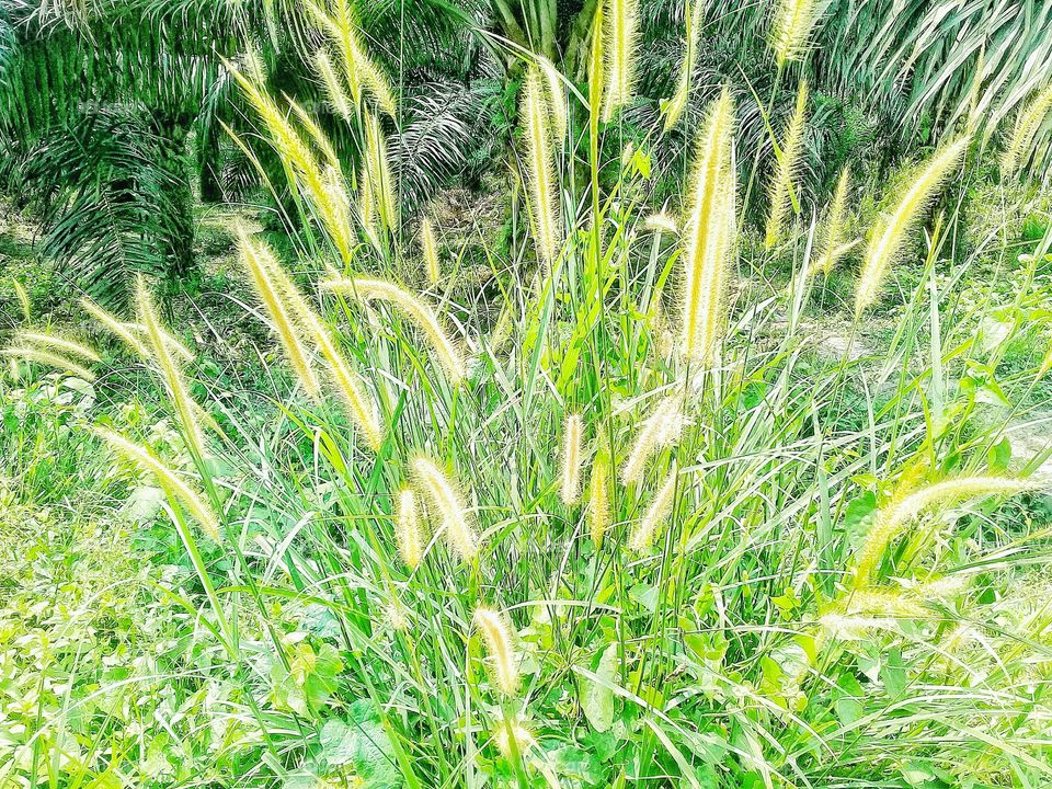 pennisetum polystaction.this weed grows in tropical climates and contains toxins that can inhibit the growth of agricultural or plantation corps,seruyan,central kalimantan indonesia on 29 november 2019