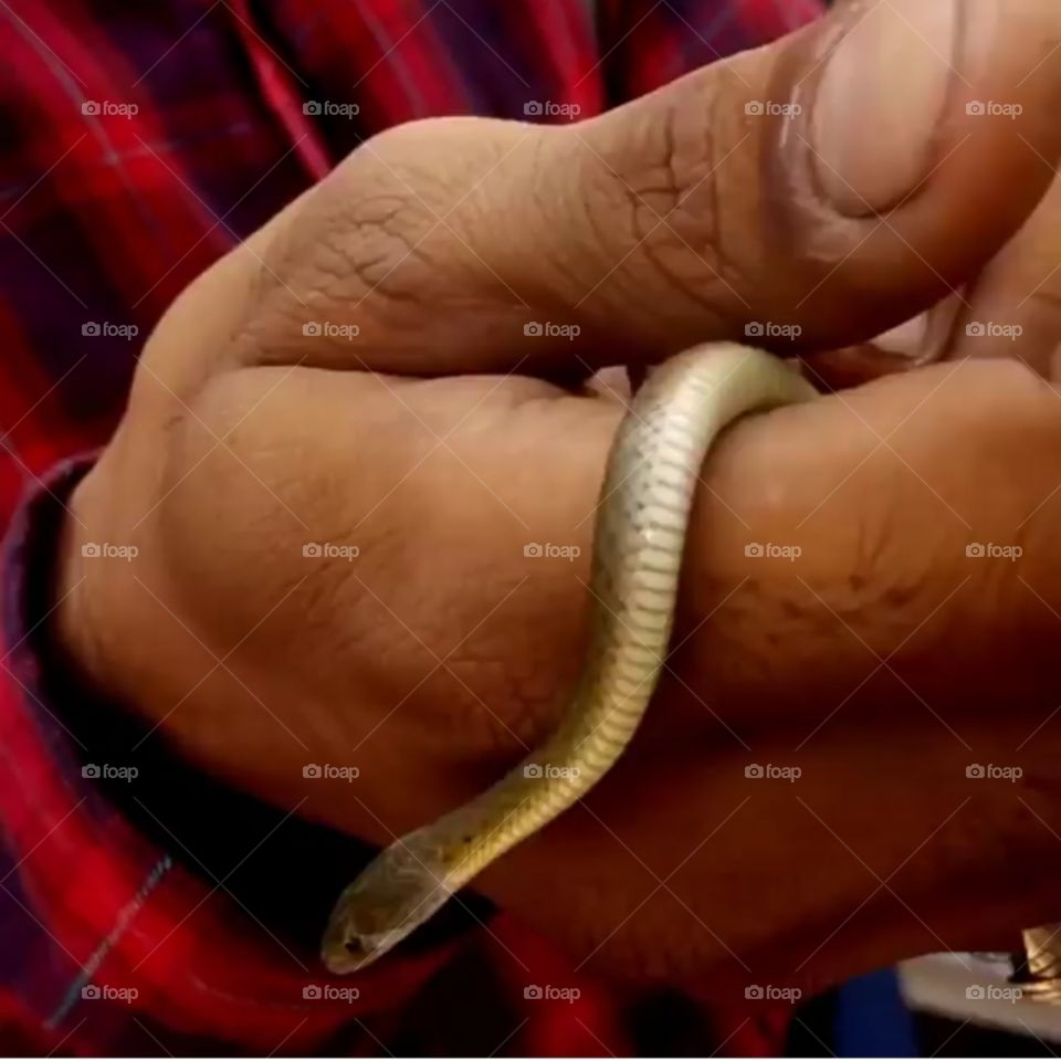lovely new born baby Snake on my hand
