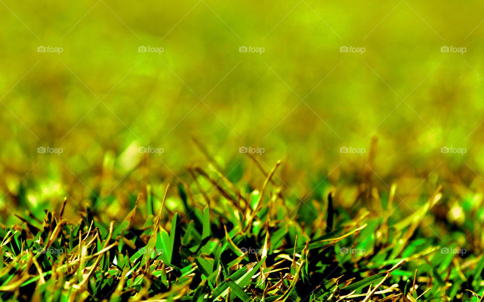 green nature grass summer by mrgrunert