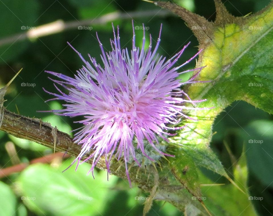 thistle in the sun