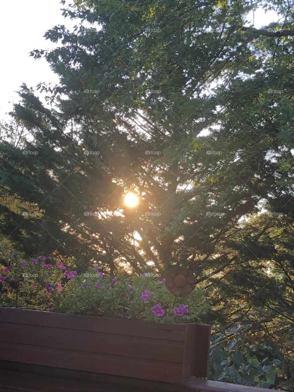 Sun setting behind the trees view from the deck 