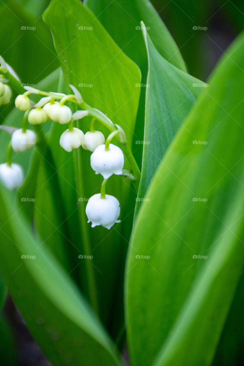 A Close Up of Lily of the Valley