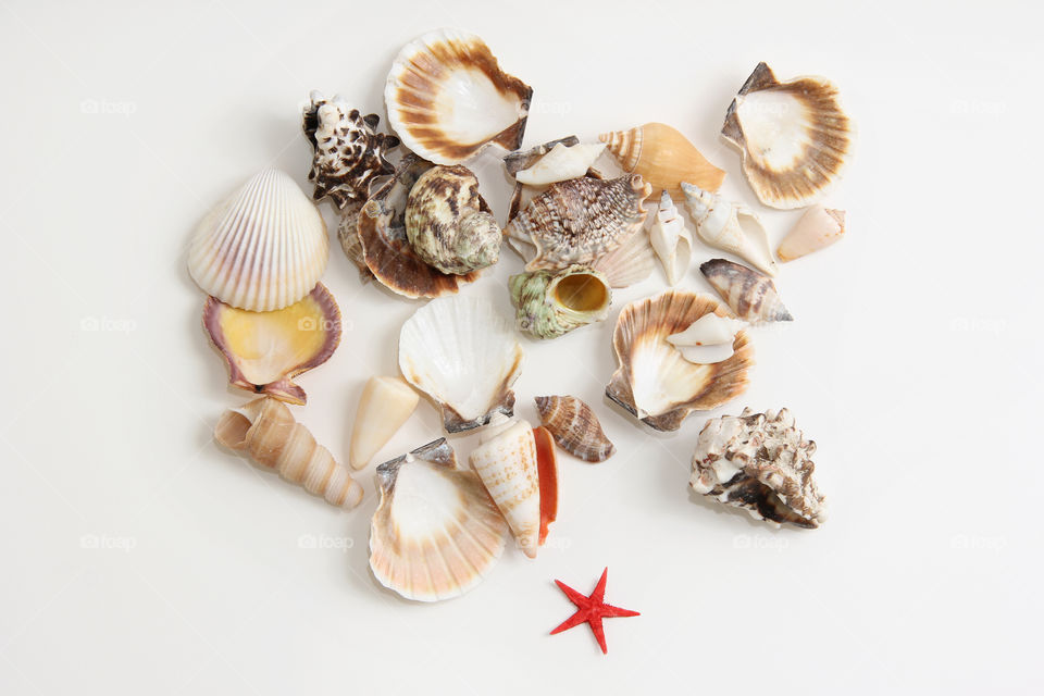 Shells