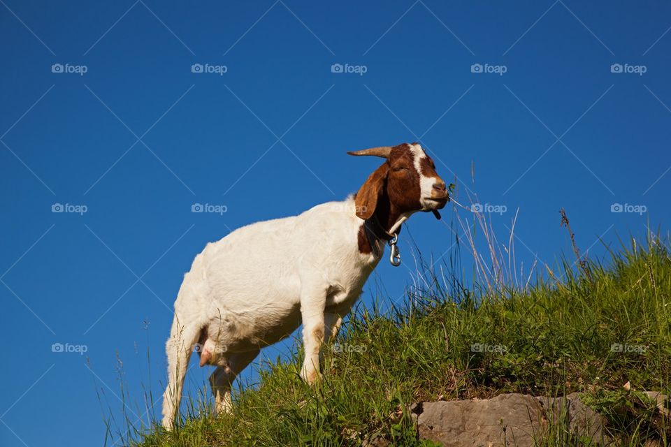 Goat eating grass