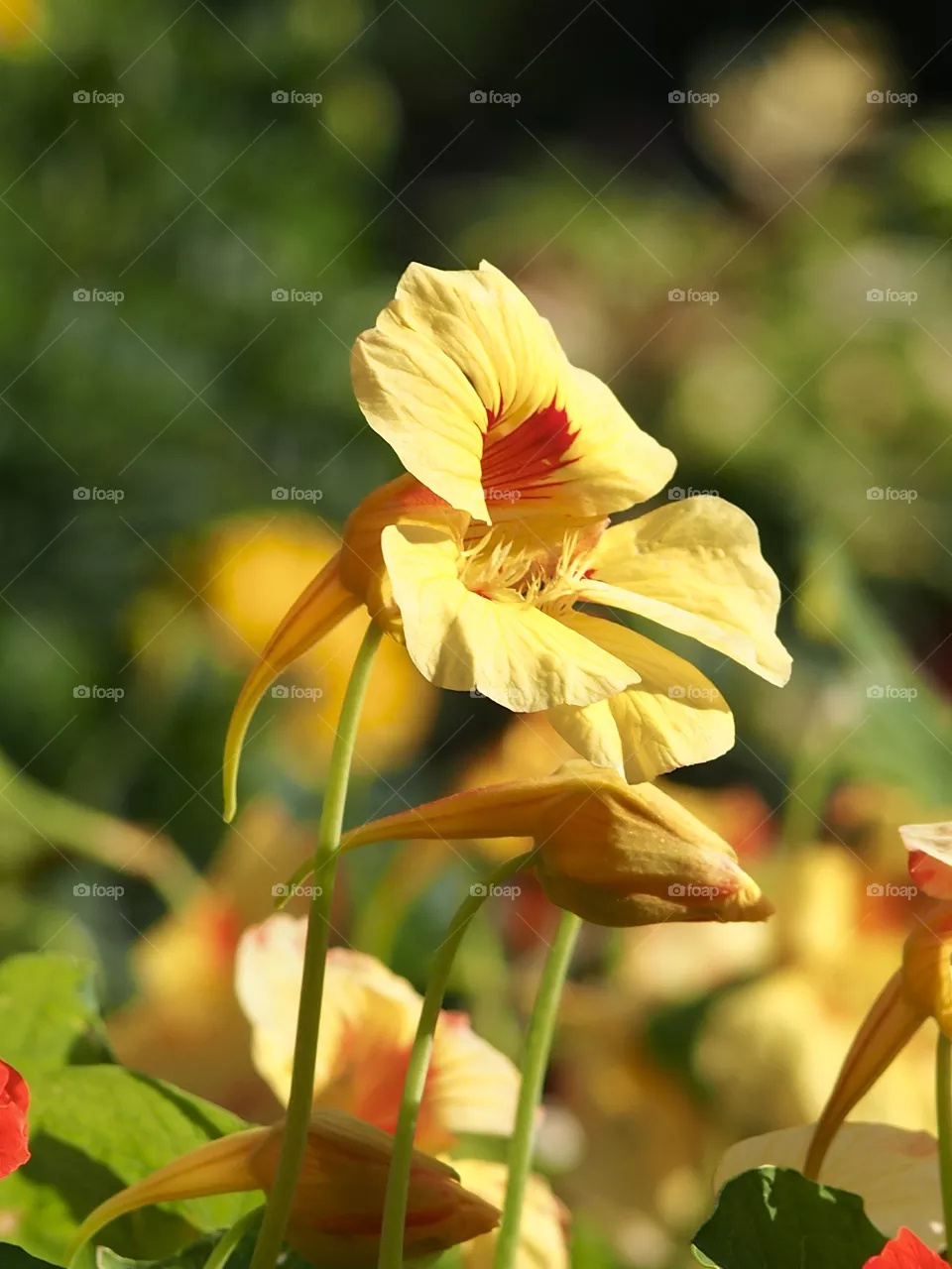 Nasturtium