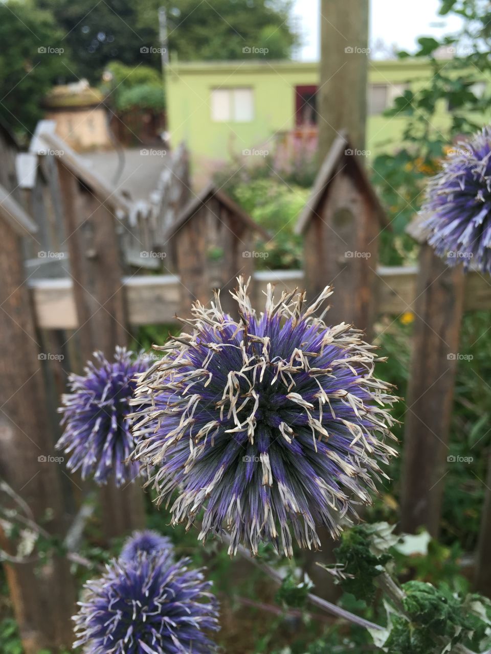 Purple flower close up looks like dancing legs