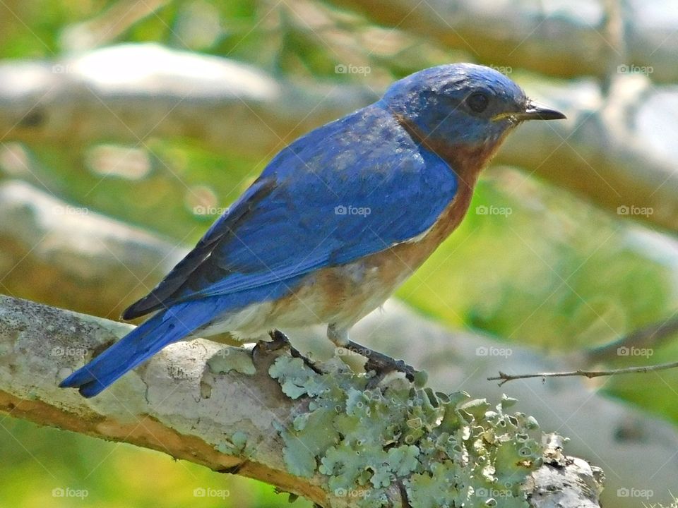 Eastern bluebird rests on a limb covered with lichen. The eastern bluebird is a small thrush found in open woodlands, farmlands, and orchards