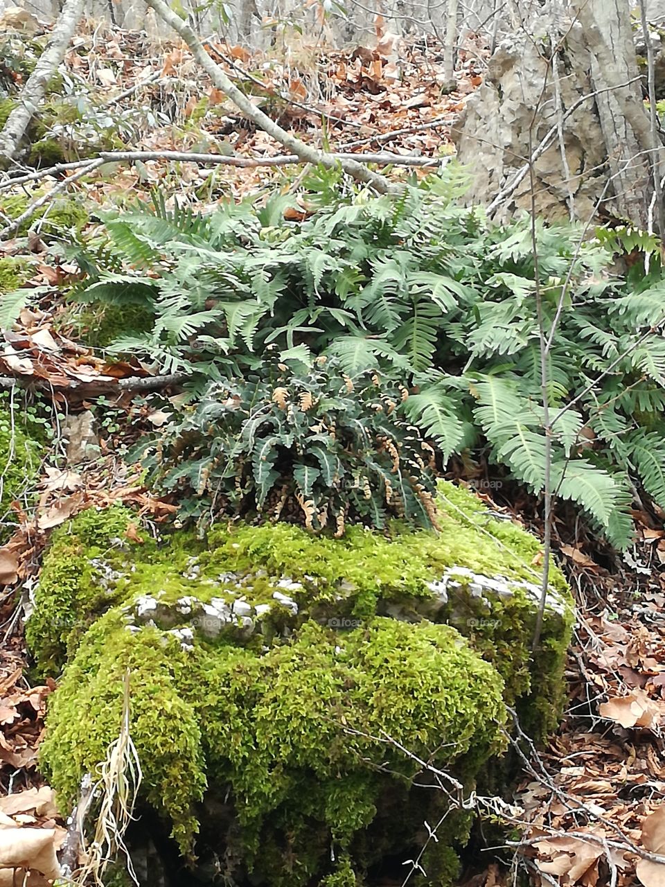 Ferns and moss