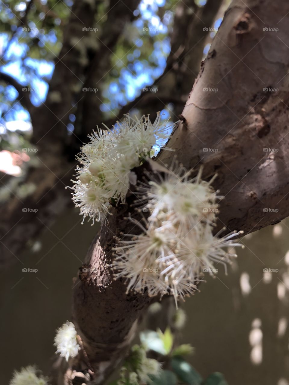 Jabuticaba 