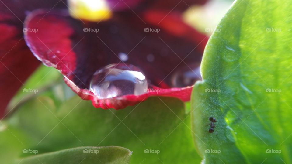 Water Drop