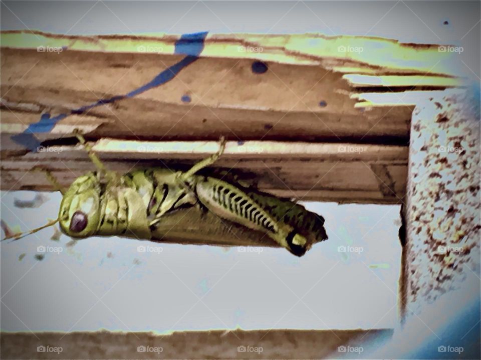 An exotic critter found in a Midtown Manhattan SRO, “Hell’s Kitchen Rooms” in the walls or near the ceiling. The unusually large bug resembles a grasshopper or a “Praying Mantis” w its metallic green armor ectoskeleton. 2010. Hypnotic Productions