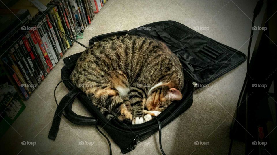 cat in laptop bag