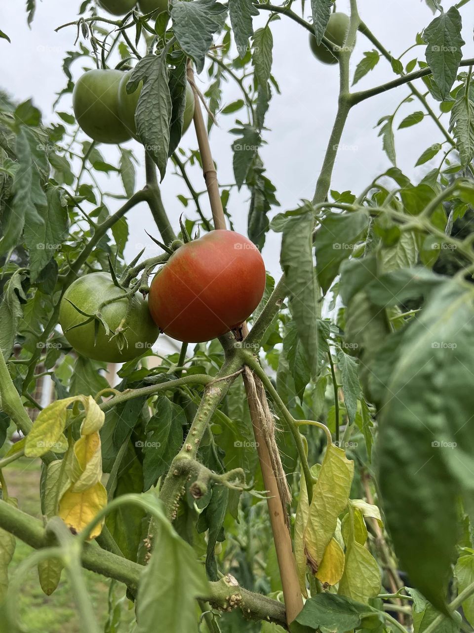 Ripe Tomato 