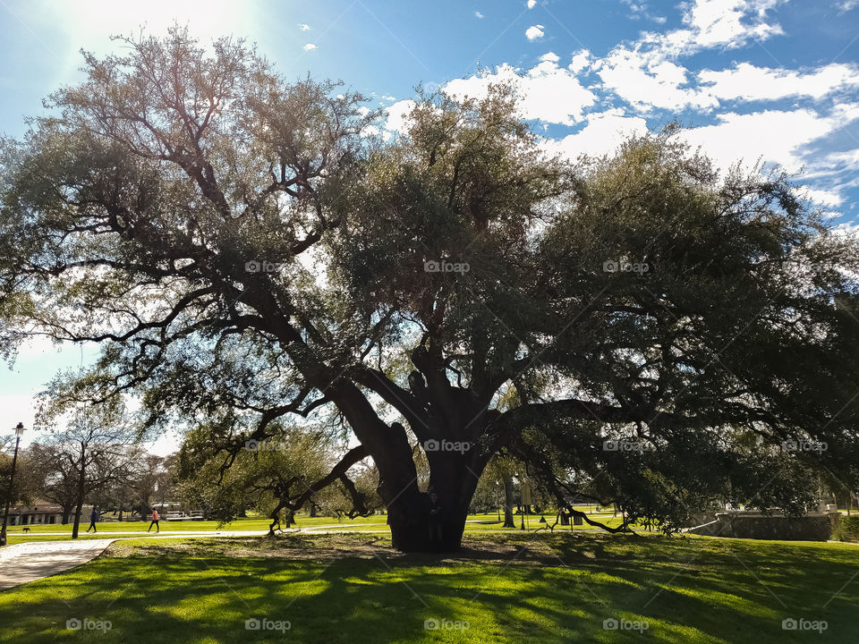 Beautiful mature live oak tree on a partly cloudy sunny day. The sun shines down from the left casting a shadows of it's unique branches and limbs. If you look closely the true size of the tree is made clearer by the adult man standing under it.