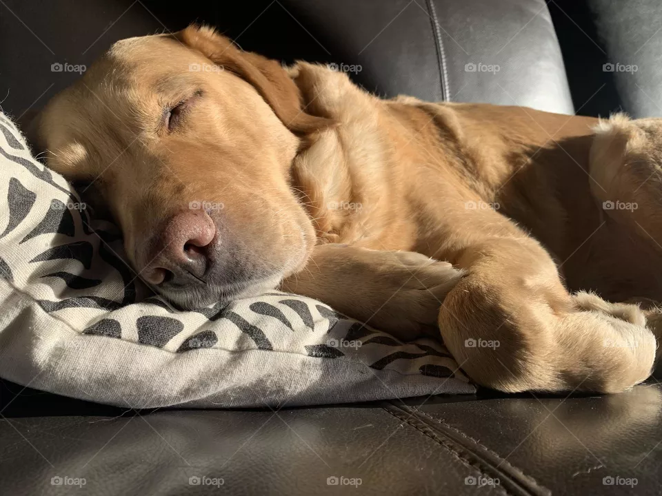 Sieste