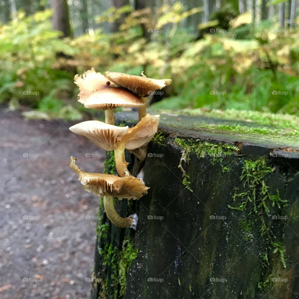 Fungi on trunk 