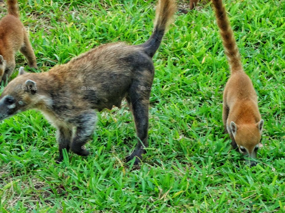 Coati Foraging For Food