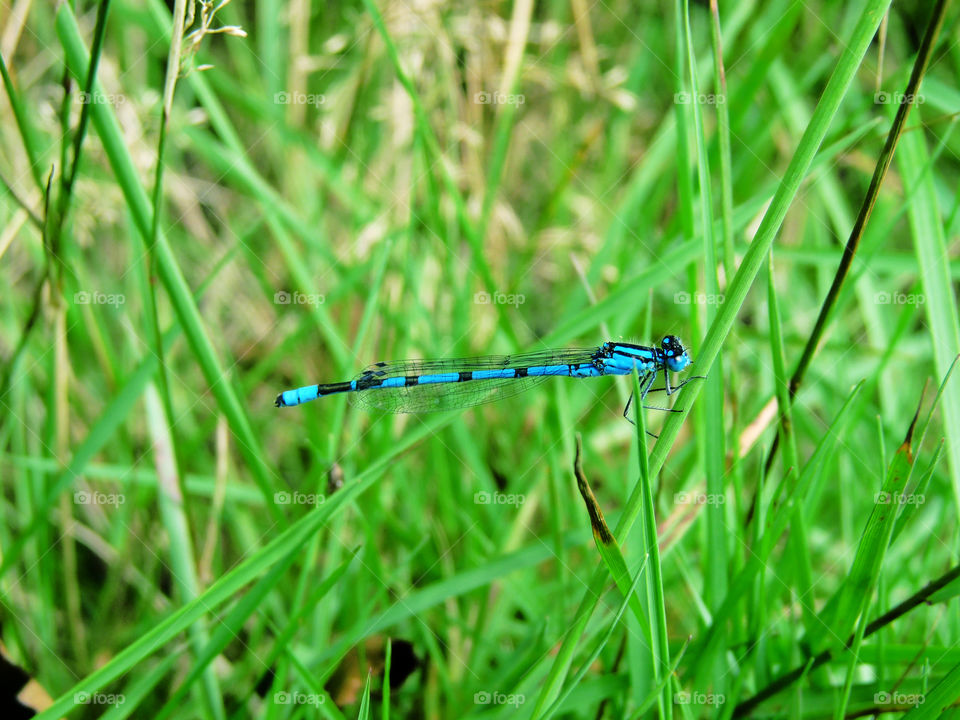 this dragonfly is amazing with its blue color!