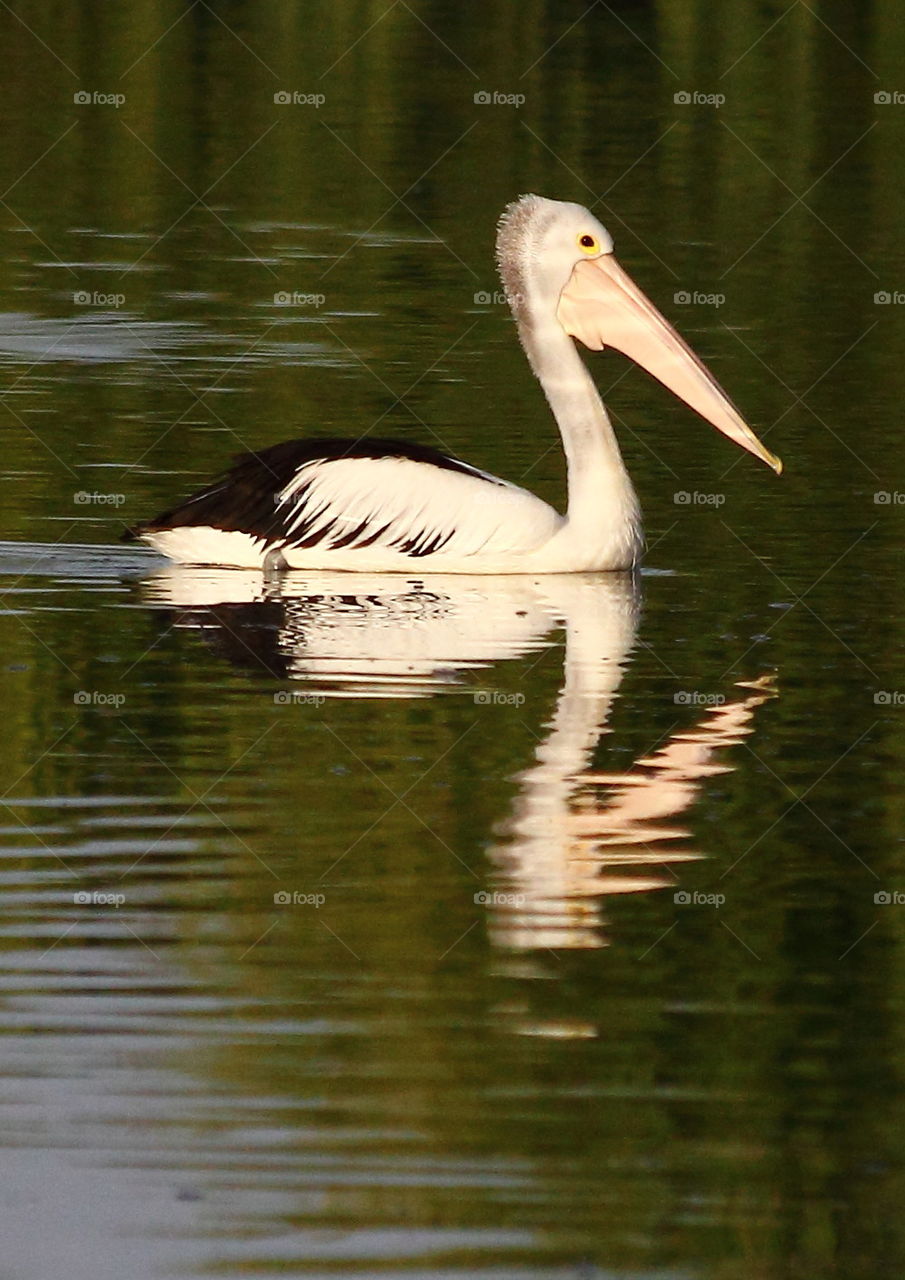 Pelican