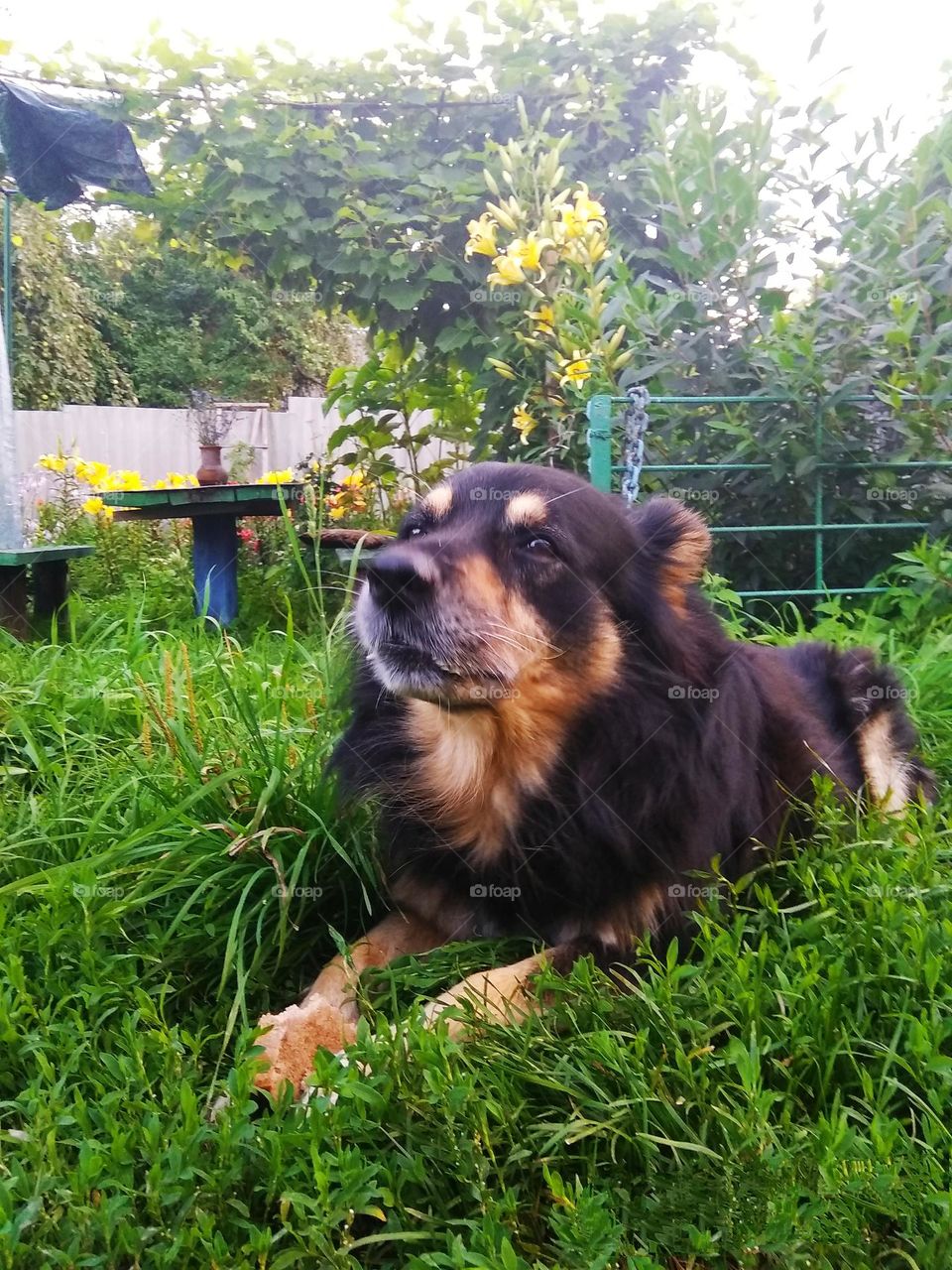 mobile series animals