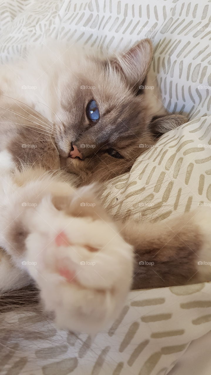white cat with blue eyes in my bed