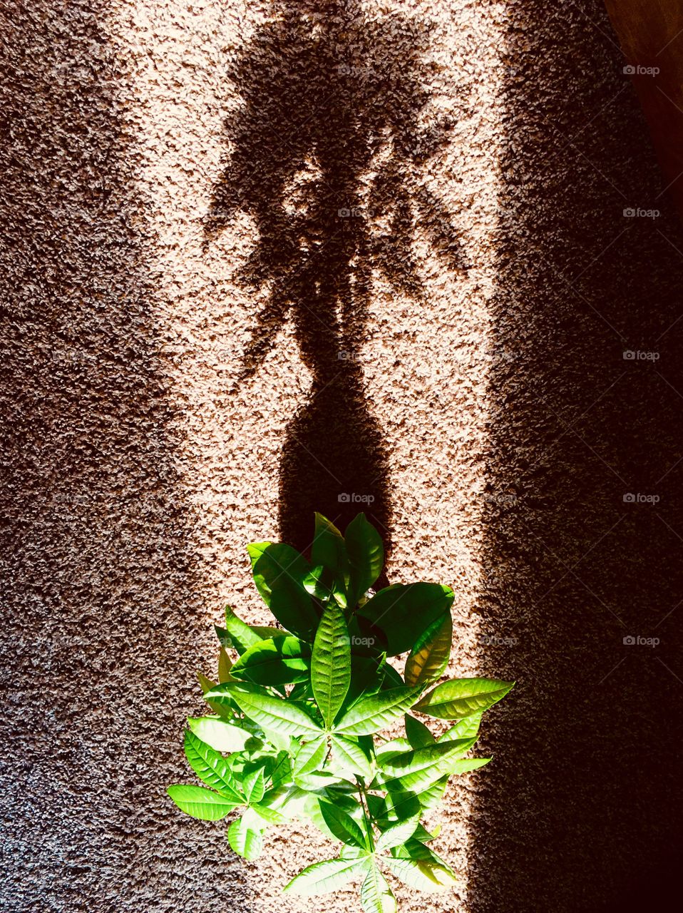 A baby Money tree looking at its beautiful reflection. 