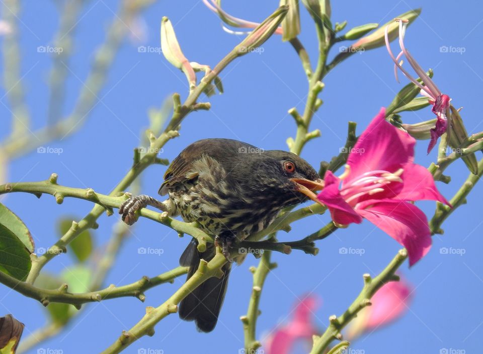 Bird with pink flower 