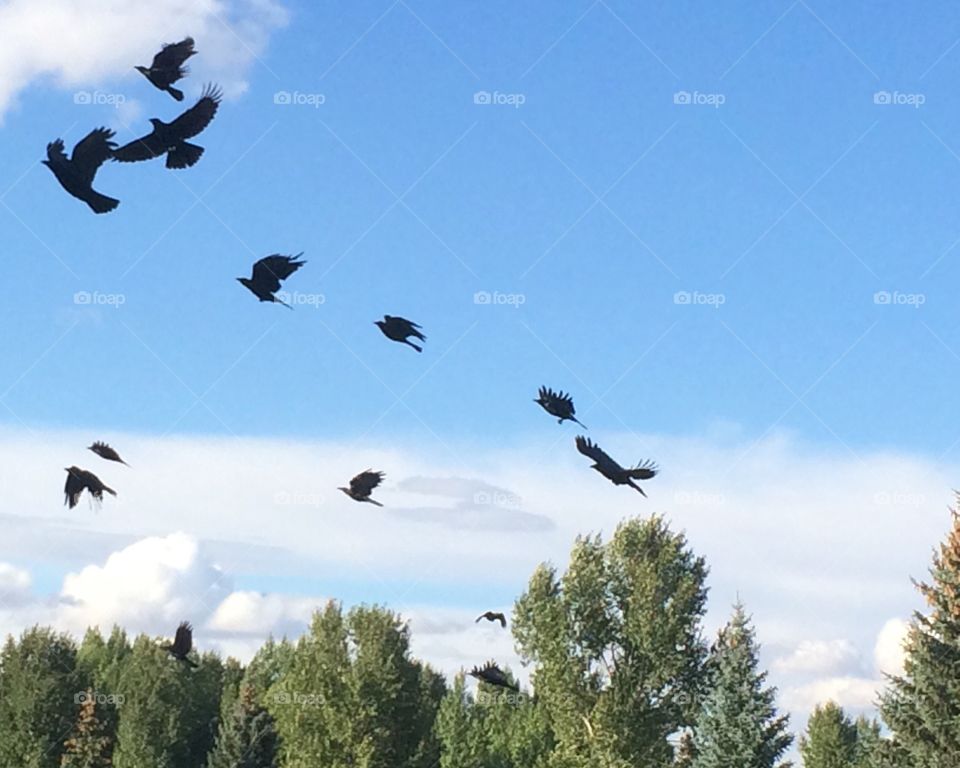 Crows in flight.