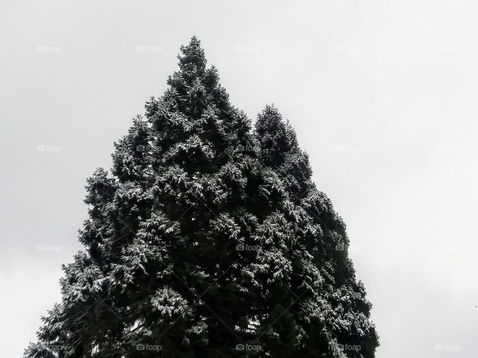 snow on a conifer