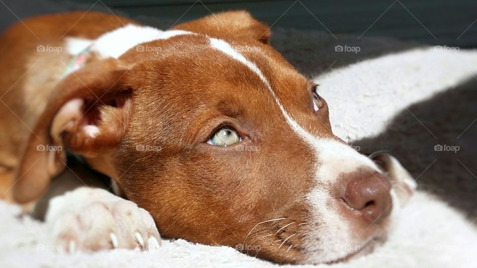 Catahoula Pit bull terrier mix puppy dog looking up with her green eyes