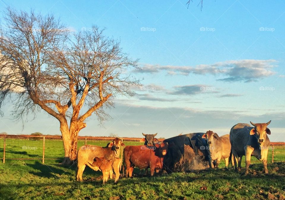 Texas cattle in the late afternoon light. 