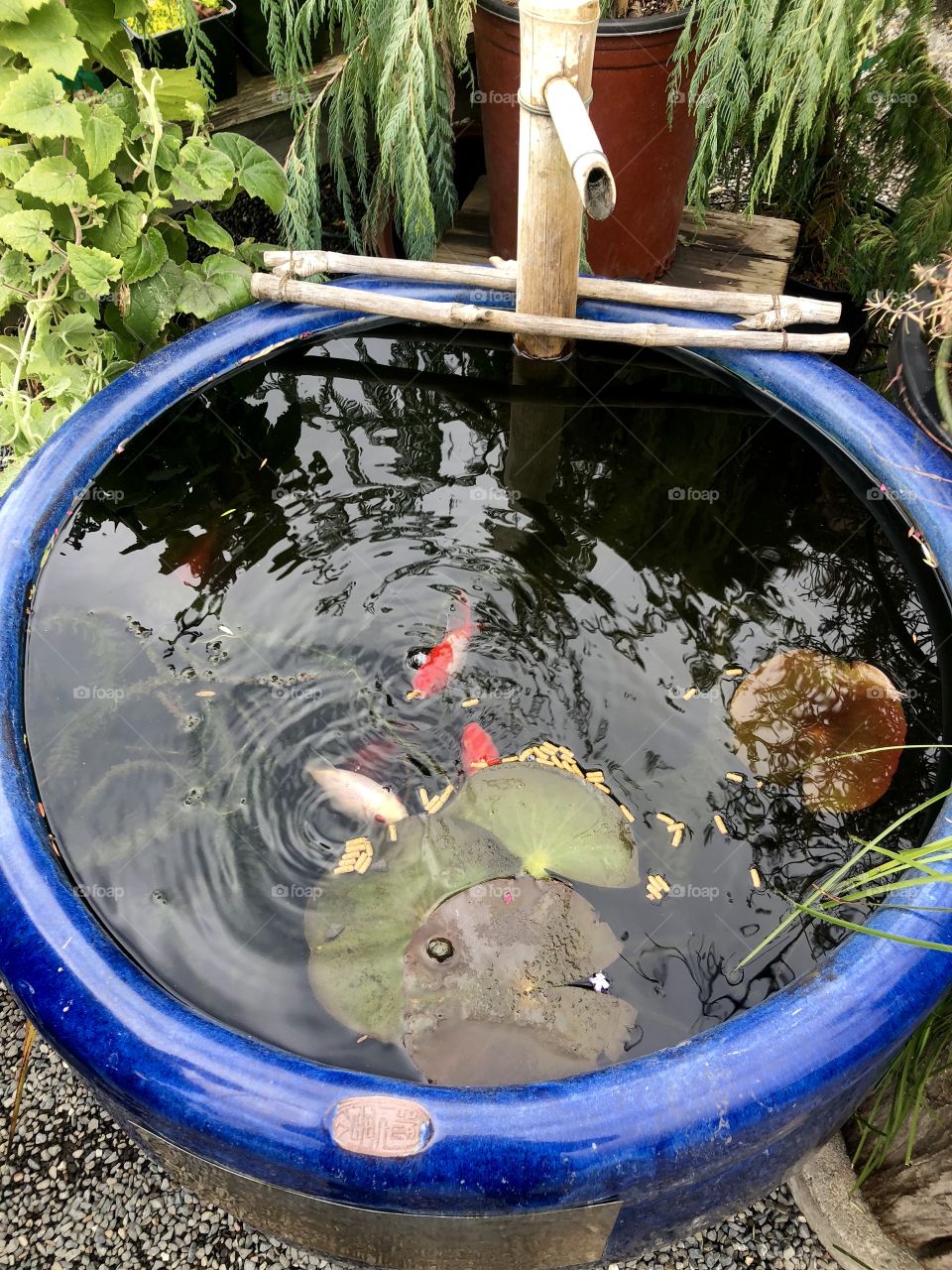 Fish pond