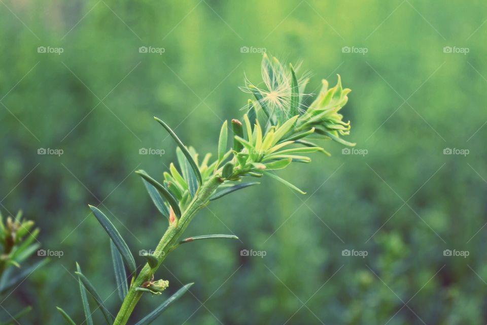 Nature, Leaf, Flora, No Person, Growth