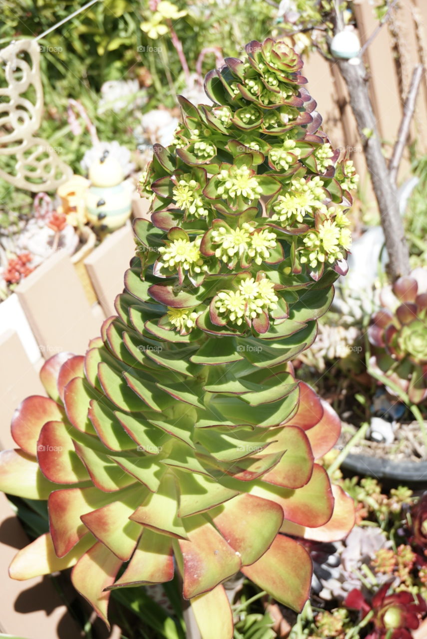 Tree Aenium 
Spring
California Plant