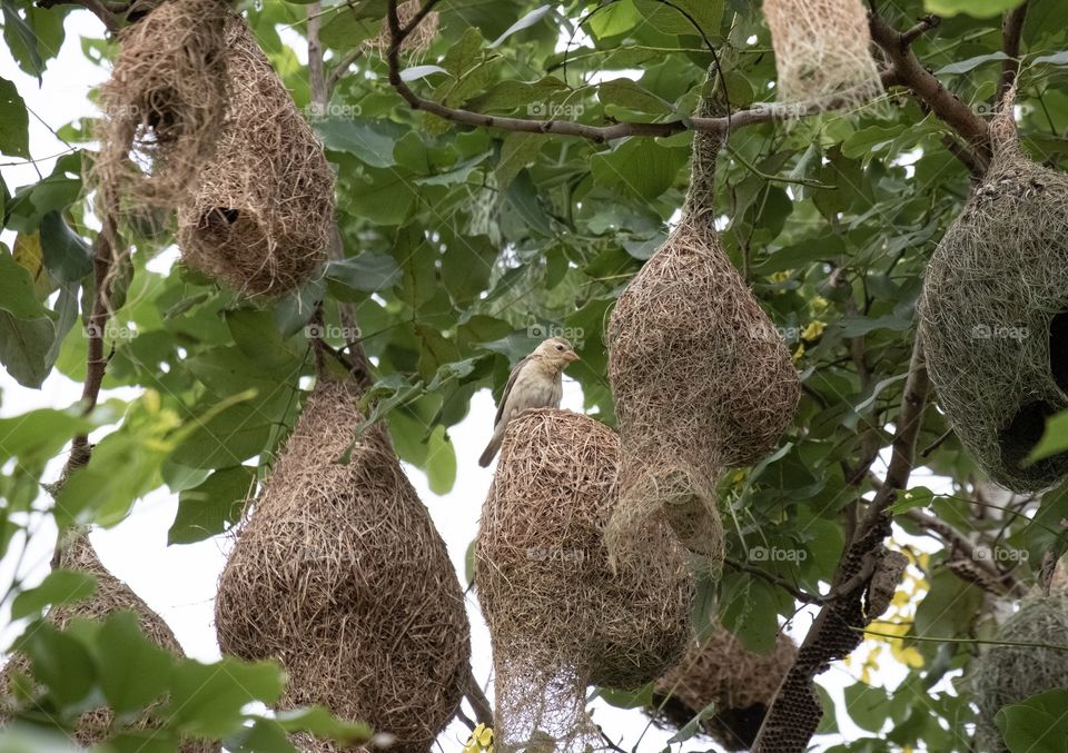 Cute bird on Amazing Natural bird nest