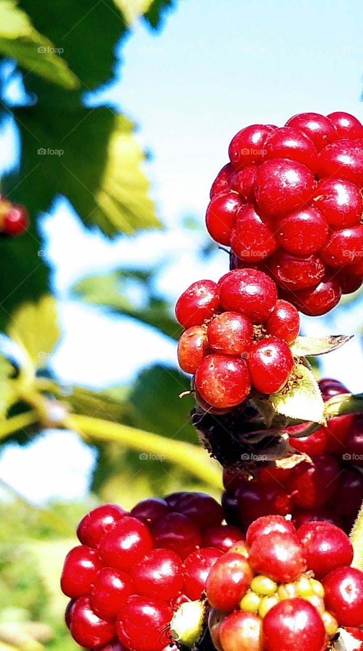 blackberries and raspberries