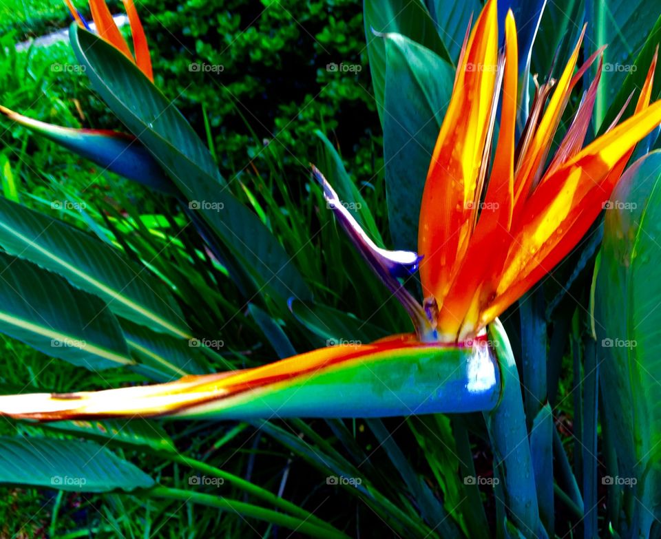 Bird of paradise of Florida 