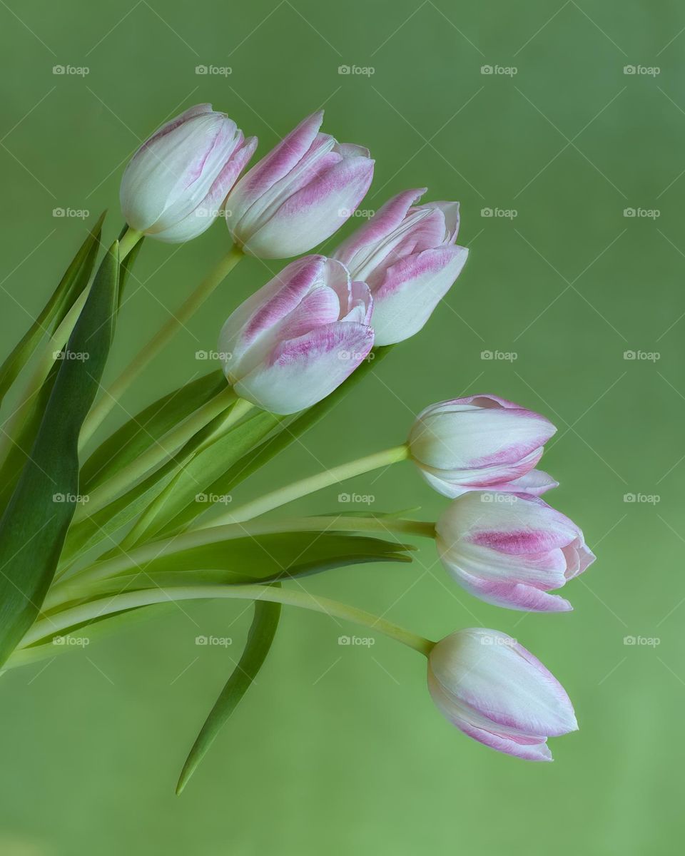 Spring tulips