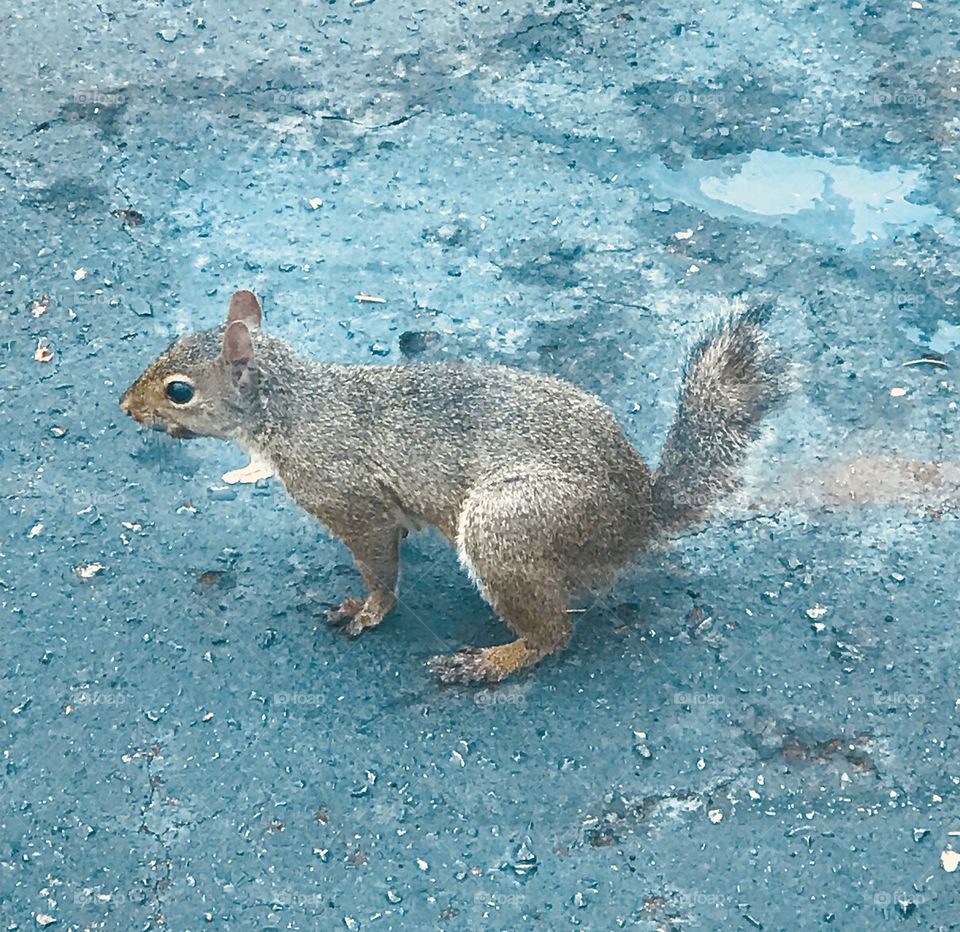 This little squirrel has a shorter tail, but it certainly doesn’t interfere with his curiosity as he plays in a parking lot. 