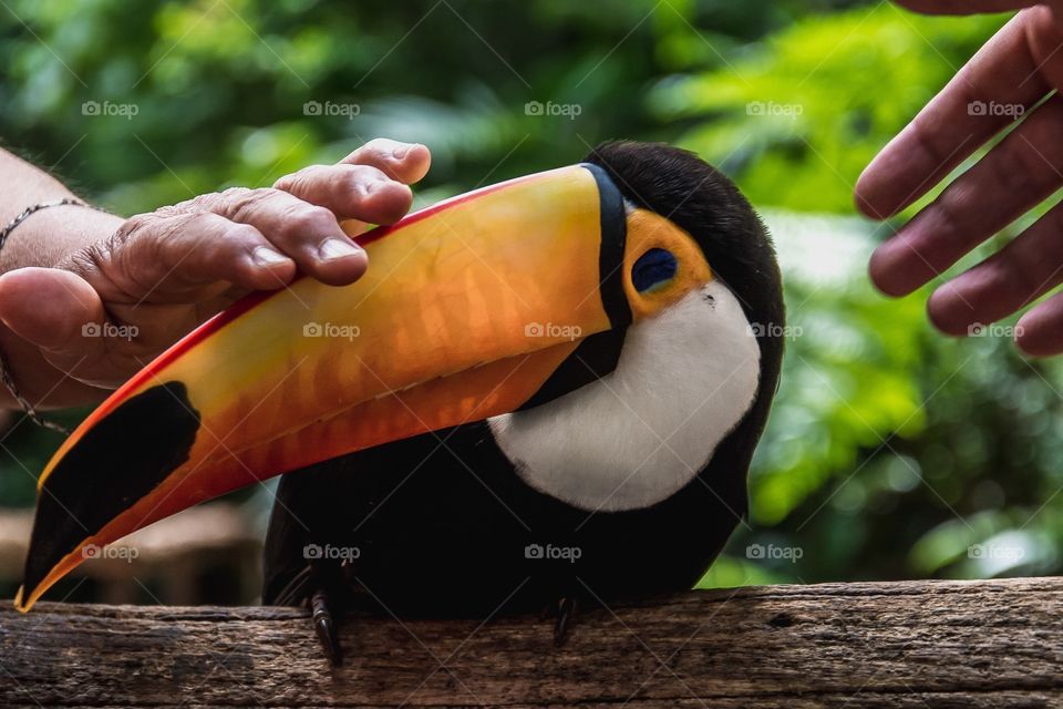 Toucan in the jungle 