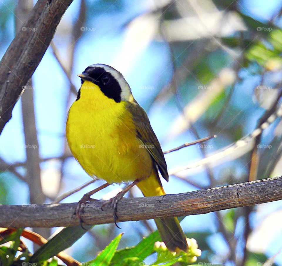 Bird- Common yellowthroat