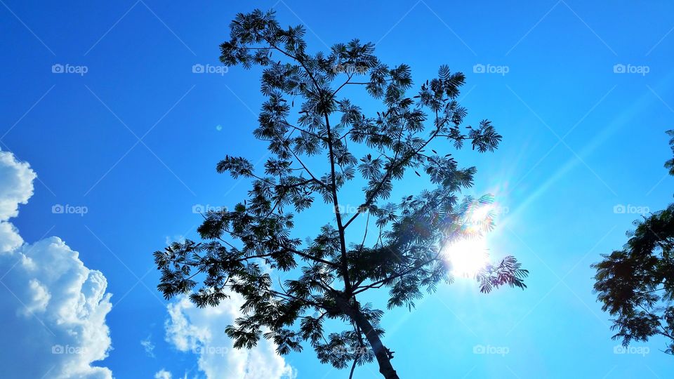 photo of a tree with blue clouds and sunlight