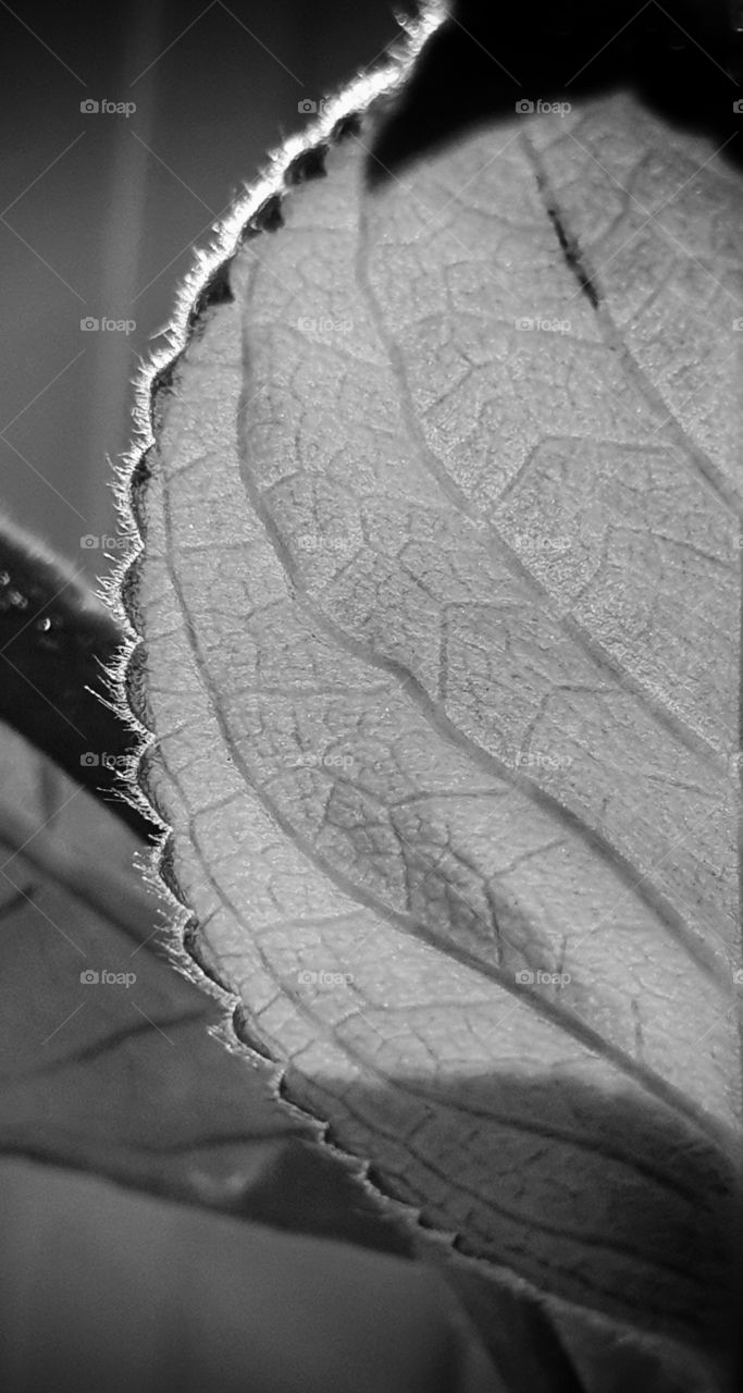 Half leaf in full BW