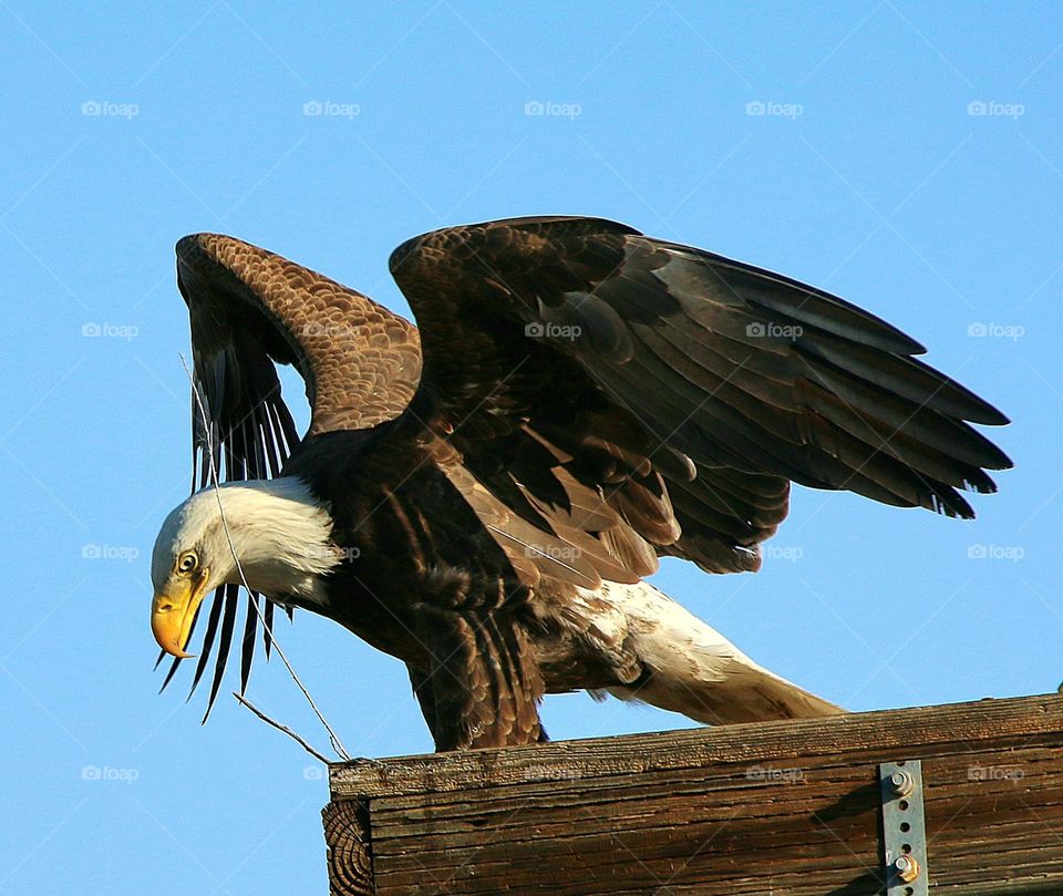 Bald Eagle Looking Down from High Roost