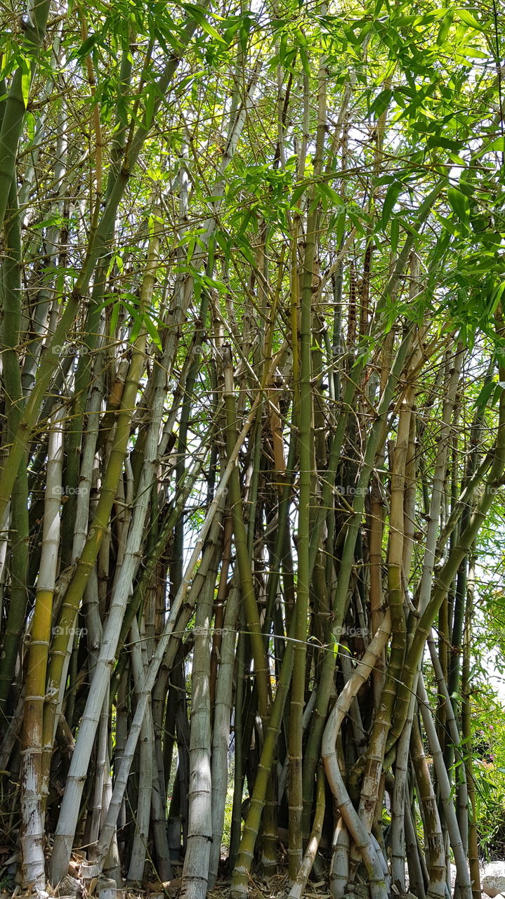 Bamboo Shoots