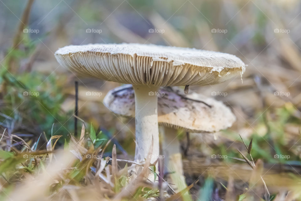 Double White mushrooms on a beautiful fall day