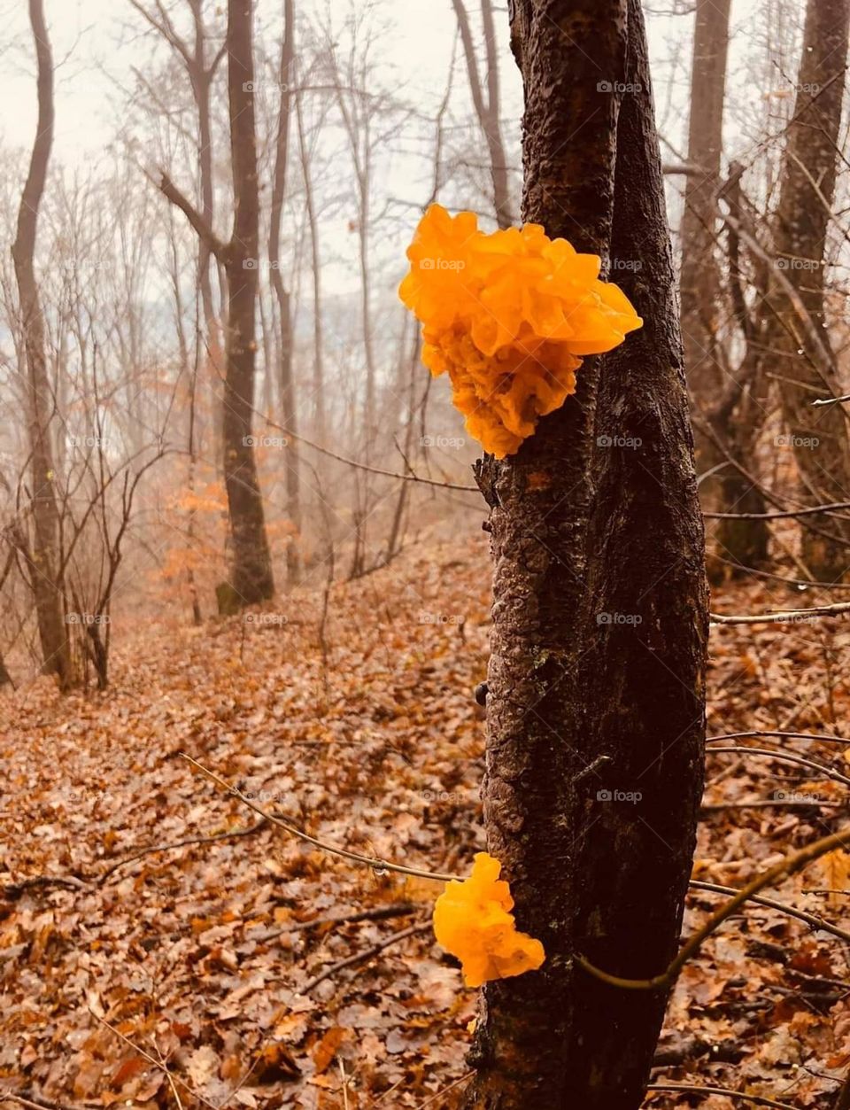 Enchanced lens: exploring the magic forest mission