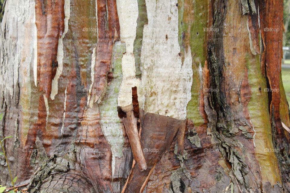 tree bark