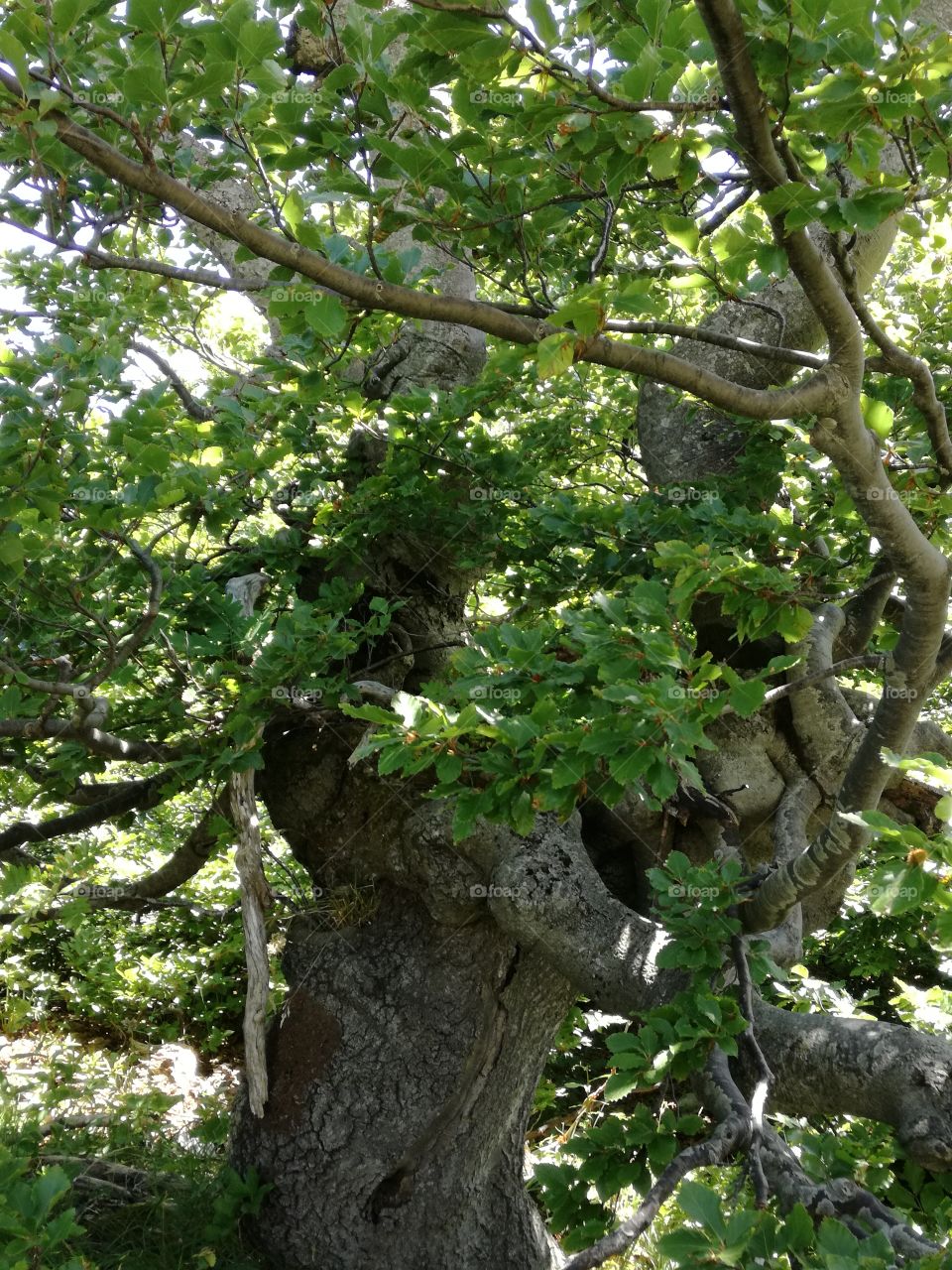 Old tree