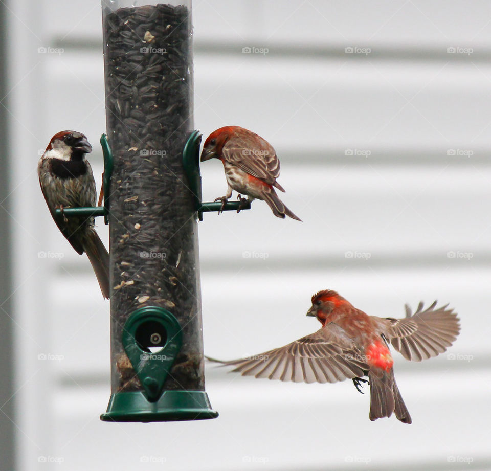 Sparrows & Finches on feeder.